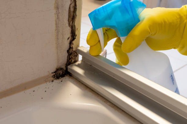 Best Attic Mold Removal  in Eastport, NY